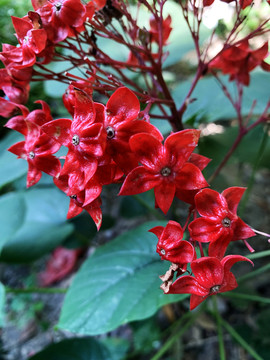 狀元紅網(wǎng)，揭秘4987精準資料的秘密，狀元紅網(wǎng)揭秘，精準資料4987背后的秘密