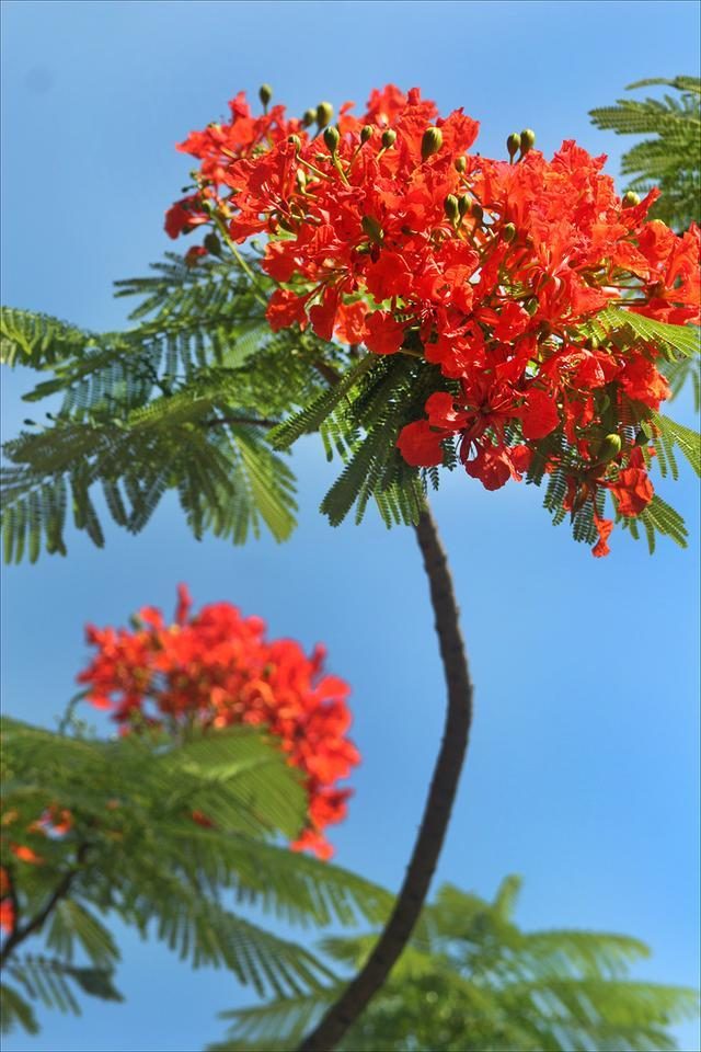 狀元紅，揭秘4987最準最快的秘密武器，狀元紅，揭秘最準最快的秘密武器 4987