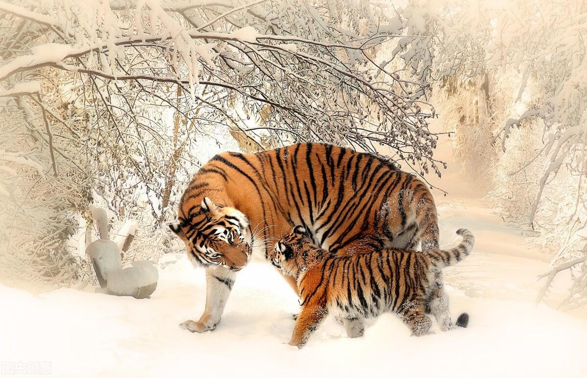 揭秘十二生肖之王，20一肖動物圖王中王，揭秘十二生肖之王，揭秘圖王中的動物之王