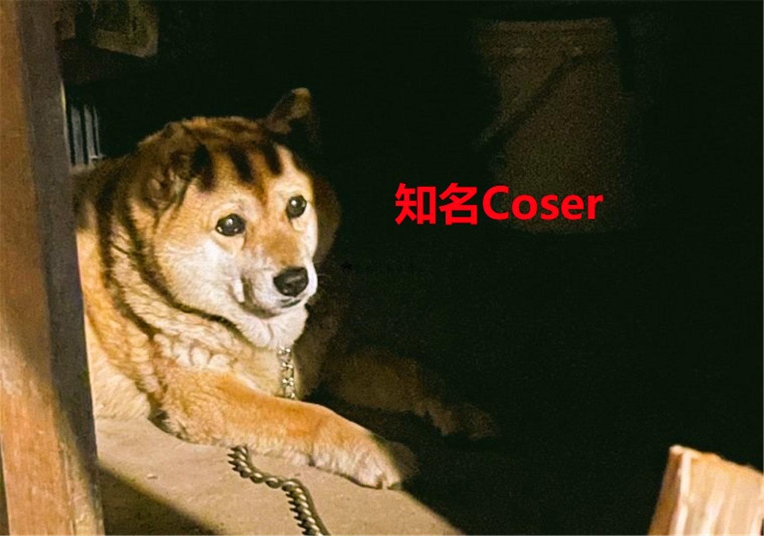 豬狗同行王中王，猜一肖，深度解析與SEO優(yōu)化，豬狗同行王中王猜謎解析與SEO優(yōu)化技巧，深度解析揭秘生肖之謎
