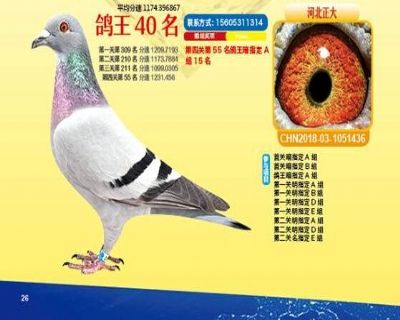 王中王四馬一肖，探尋背后的故事與奧秘，王中王四馬一肖，背后的故事與奧秘探尋