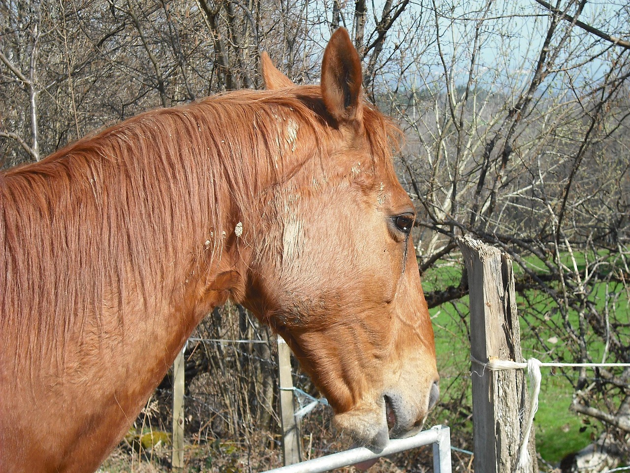 澳門四不像特馬，探索神秘現(xiàn)象背后的真相，澳門四不像特馬揭秘神秘現(xiàn)象背后的真相