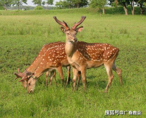 最新版本的6566cc澳彩資料大全介紹與特色功能解析，最新6566cc澳彩資料大全介紹與特色功能深度解析