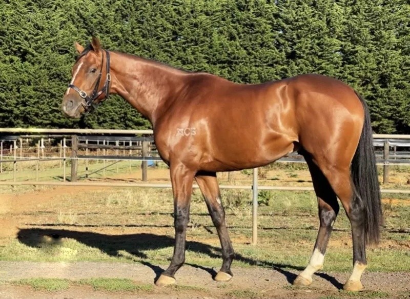 今晚澳門特馬開(kāi)什么？今晚四不像的探討，今晚澳門特馬開(kāi)彩結(jié)果及四不像探討