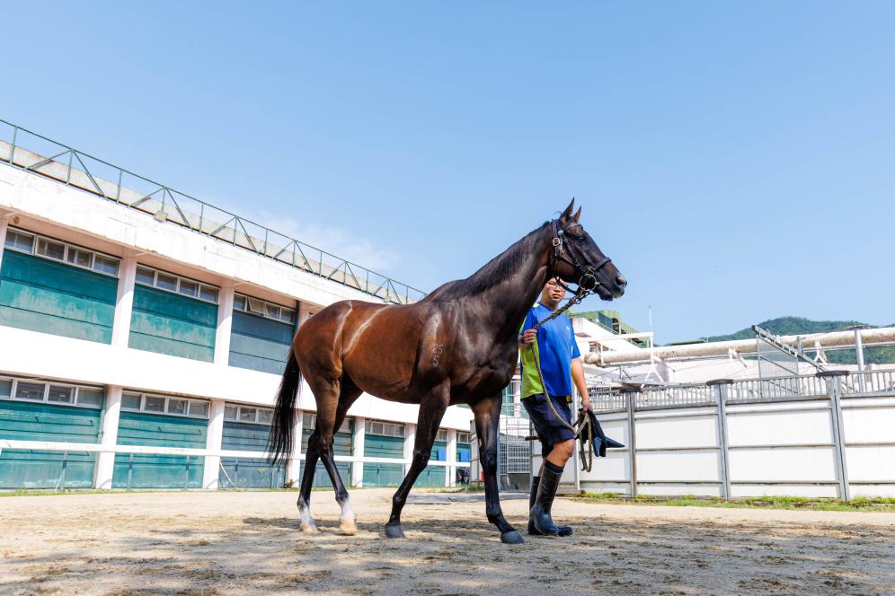 香港賽馬，77777與88888的激情碰撞，香港賽馬盛宴，激情碰撞的77777與88888對(duì)決