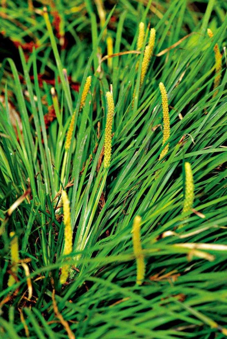 石菖蒲，功效與作用詳解，石菖蒲，功效與作用全面解析