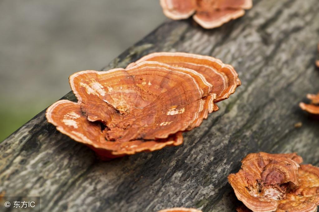 袍子粉的功效與作用，深入了解傳統(tǒng)中藥材的魅力，袍子粉的功效與作用，揭示傳統(tǒng)中藥材的奧秘與魅力