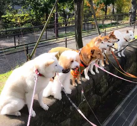 澳門一碼一肖一待一中四不像——揭開神秘面紗下的真相，澳門神秘事件揭秘，一碼一肖一待一中四不像真相探索