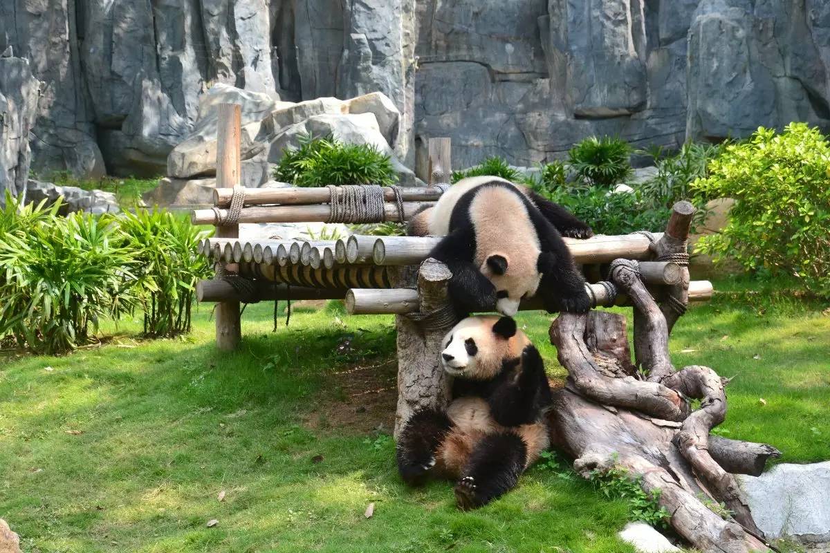 野生動物園門票優(yōu)惠政策大揭秘，野生動物園門票優(yōu)惠政策深度解析