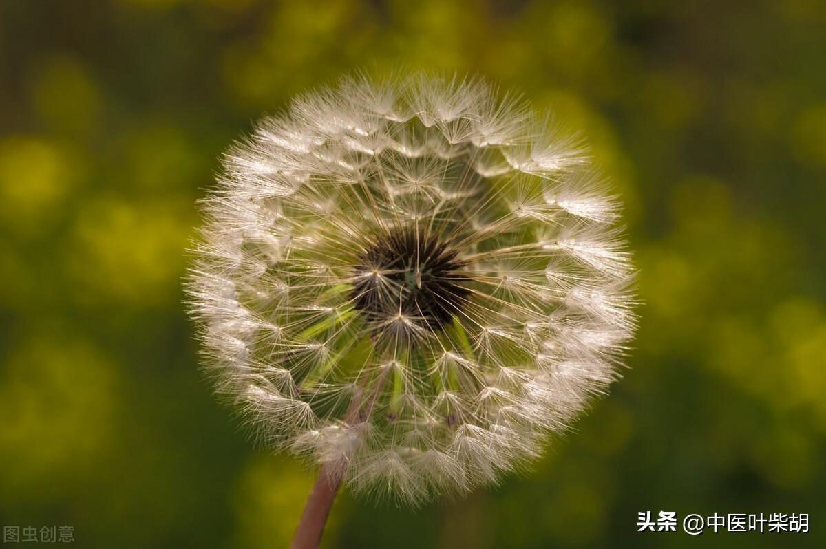 馬齒莧治療前列腺的神奇效果，古老草本的現(xiàn)代醫(yī)學奇跡，馬齒莧治療前列腺，古老草本展現(xiàn)現(xiàn)代醫(yī)學奇跡